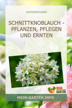 Schnittknoblauch - pflanzen, pflegen und ernten