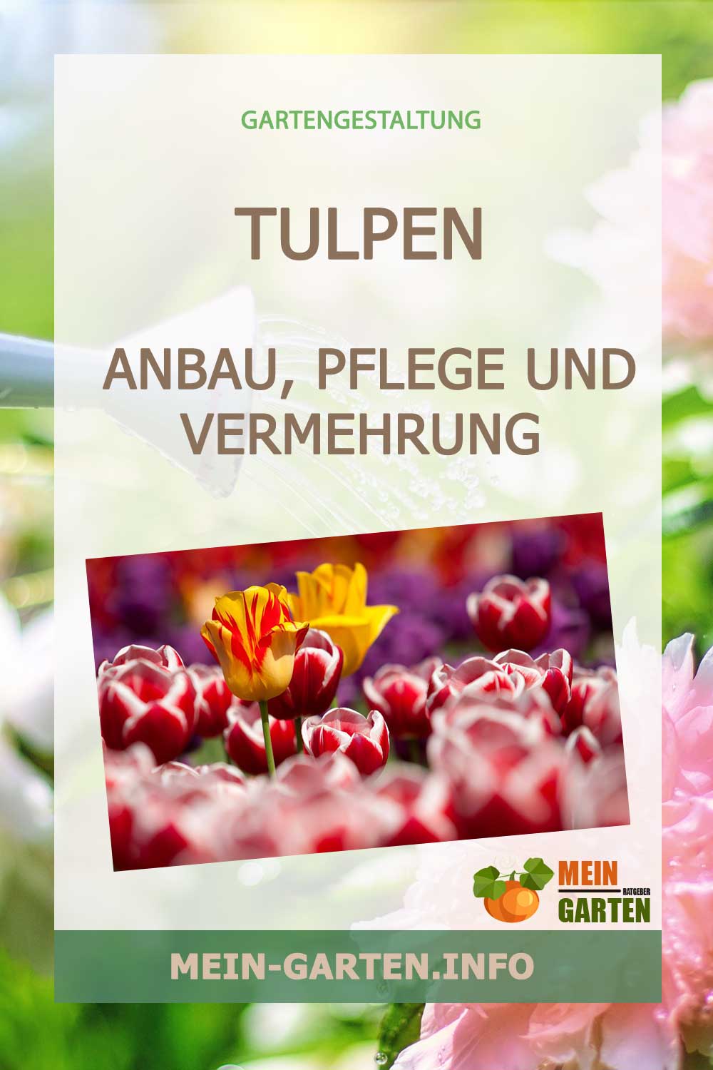 Tulpen – Anbau, Pflege und Vermehrung