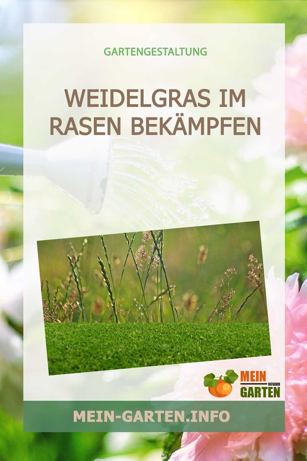 Weidelgras im Rasen bekämpfen