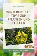 Winterkresse - Tipps zum Pflanzen und Pflegen