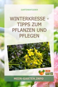 Winterkresse – Tipps zum Pflanzen und Pflegen
