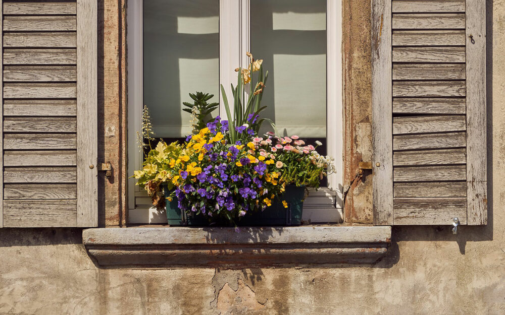 Blumenkästen bepflanzen - Schwerpunkt festlegen