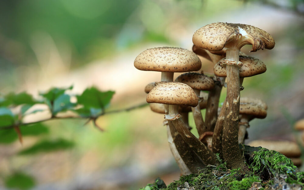 Champignons selber züchten - die richtige Auswahl