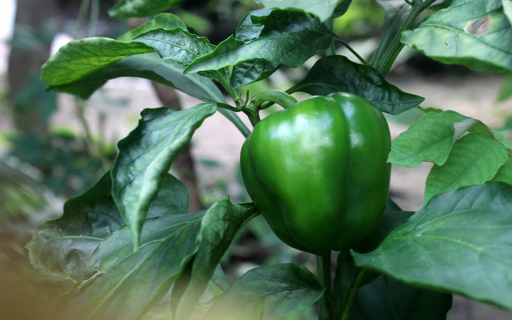 Nach dem Paprika aussäen warten Sie, bis die Pflanze ausgereift ist.