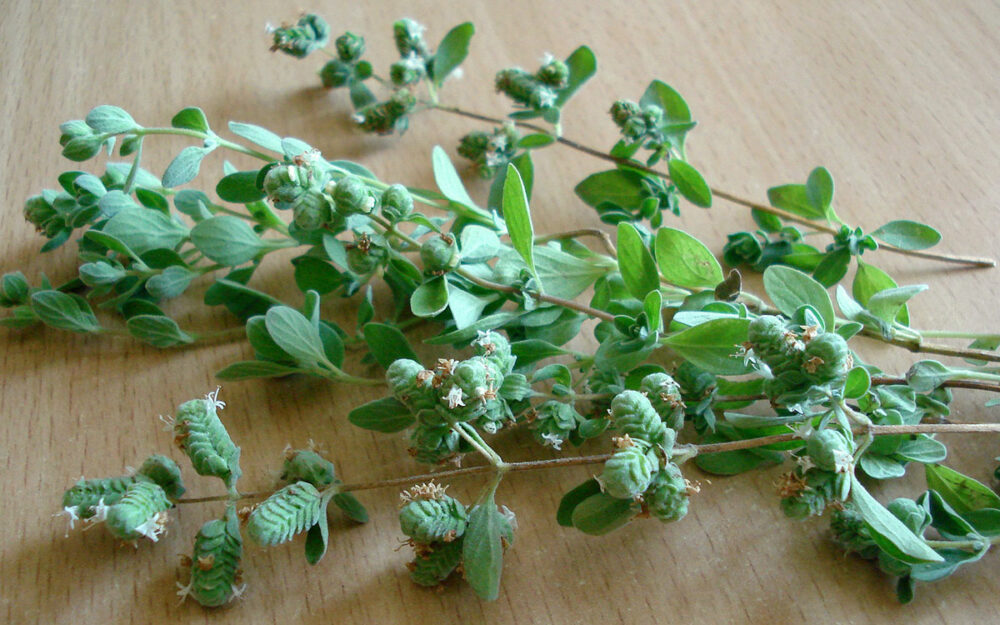 Oregano ernten