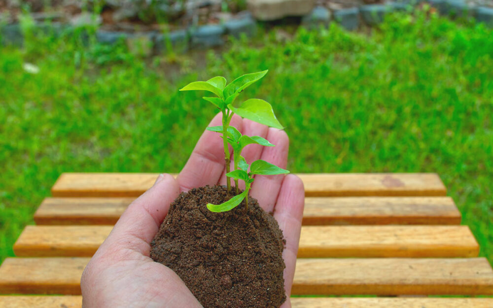 Paprika aussäen und anpflanzen