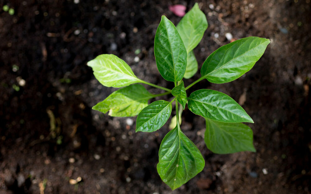 Paprika aussäen Vom Samen bis zur Ernte So geht�s richtig!