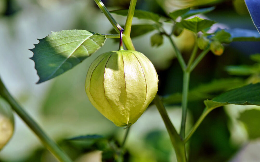 Physalis anpflanzen aus Stecklingen