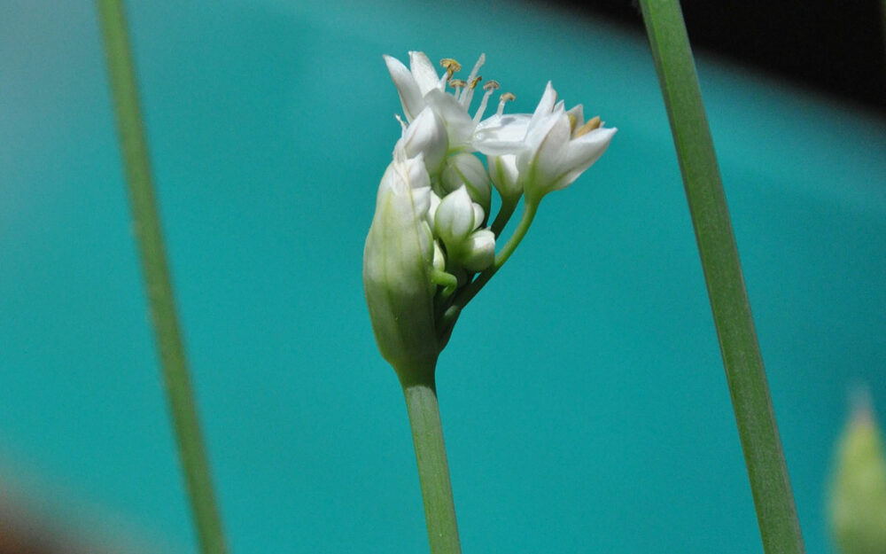 Pflege von Schnittknoblauch