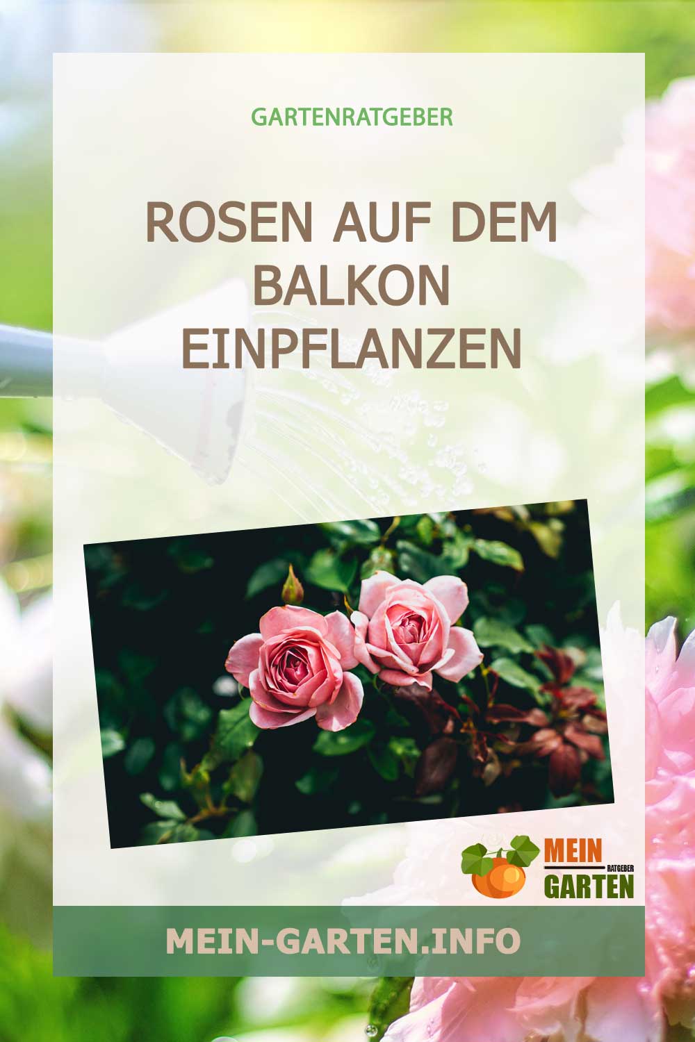 Rosen auf dem Balkon einpflanzen
