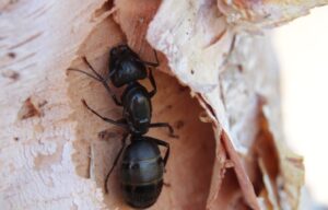 Ameisen in der Gartenlaube – Was tun?