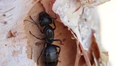 Ameisen in der Gartenlaube - Was tun?