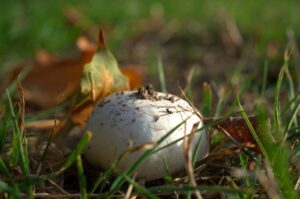 Champignons selber züchten und ernten