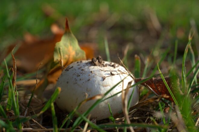 Champignons selber züchten und ernten