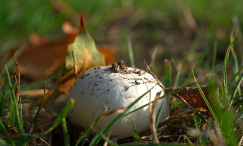 Champignons selber züchten und ernten