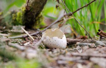 Eierschalen im Garten - Was kann man damit tun