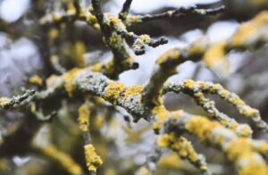 Flechten an Bäumen – Gut oder Schlecht?