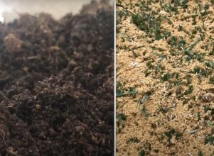 Rasen Topdressing - So geht es richtig