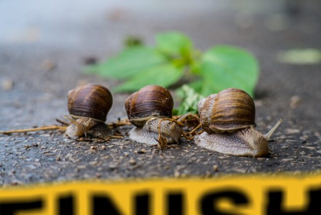 Schnecken mit Bier bekämpfen - Funktioniert diese Schneckenfalle