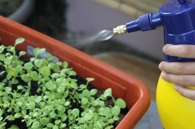 Spülmittel kann Ihre Pflanzen schädigen