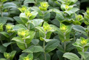 Welche Schädlinge vertreibt die Minze Pflanze