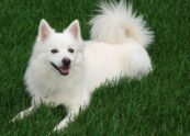 Wie entfernt man den Geruch von Hundeurin auf Kunstrasen [Bildinhalt mit KI erstellt]