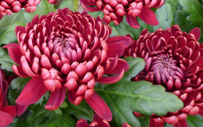 Chrysanthemen pflanzen, pflegen und Blütezeit der Korbblütler