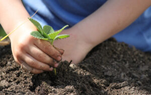 Fruchtfolge – Mischkultur und Fruchtwechsel im Gemüsebeet