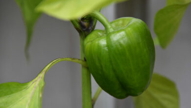 Paprika ausgeizen - Anleitung für den optimalen Schnitt