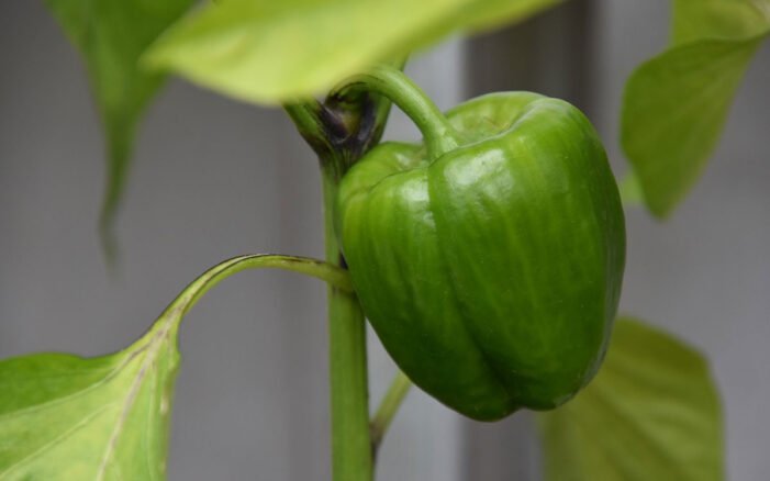 Paprika ausgeizen - Anleitung für den optimalen Schnitt
