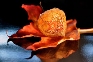 Physalis anpflanzen - Standort, Aussaat & Anzucht