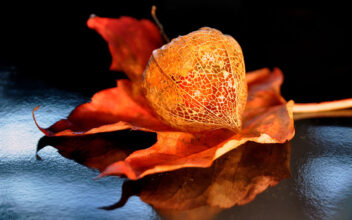 Physalis anpflanzen - Standort, Aussaat & Anzucht