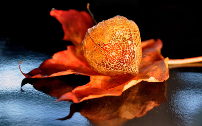 Physalis anpflanzen - Standort, Aussaat & Anzucht