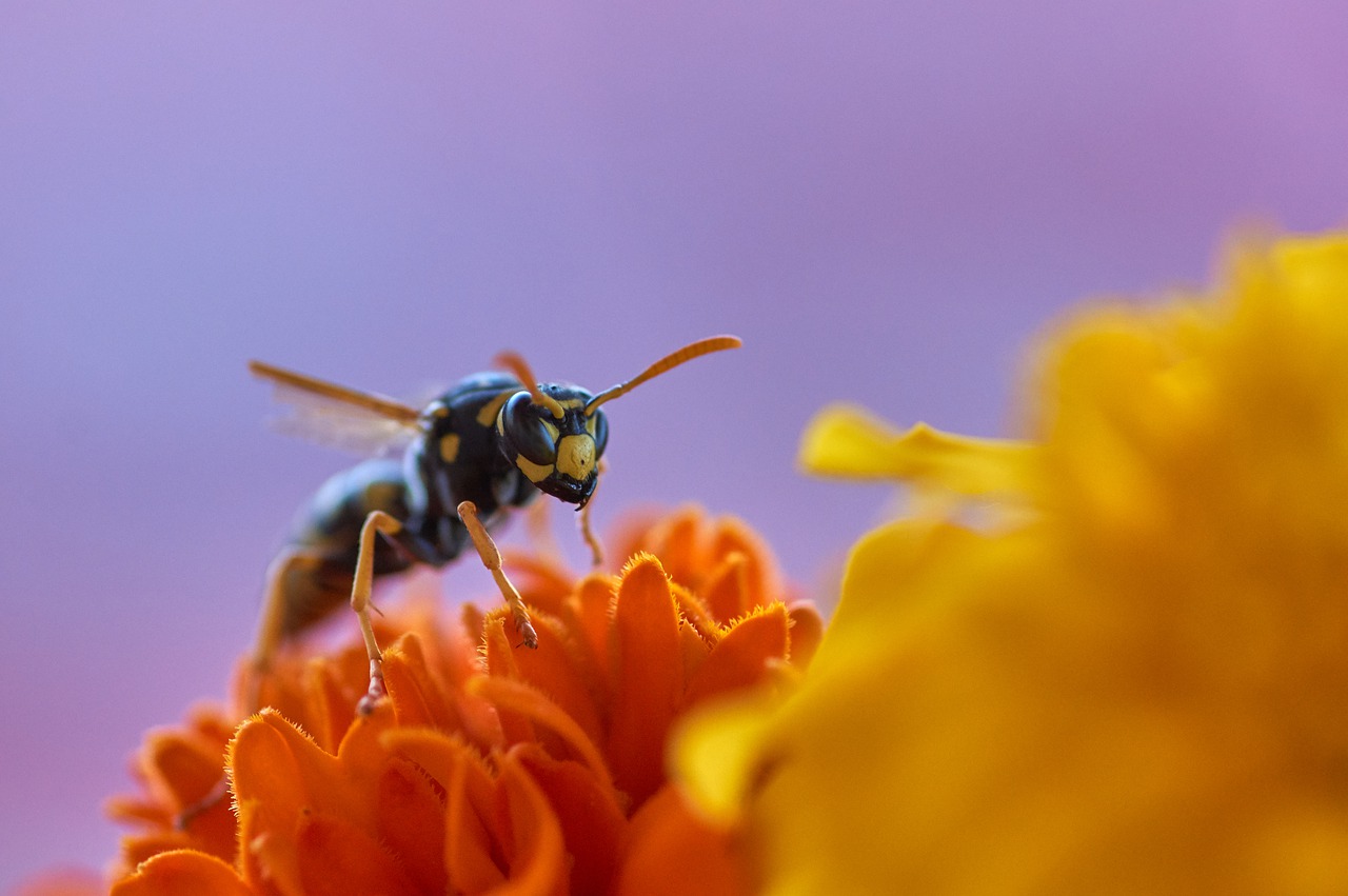10 Wespen-Mythen, die Sie überraschen werden