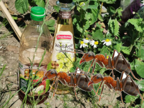 Ameisen mit Essig bekämpfen: Funktioniert das wirklich?