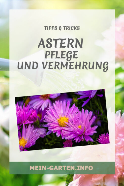 Astern - Pflege und Vermehrung der prächtigen Staude