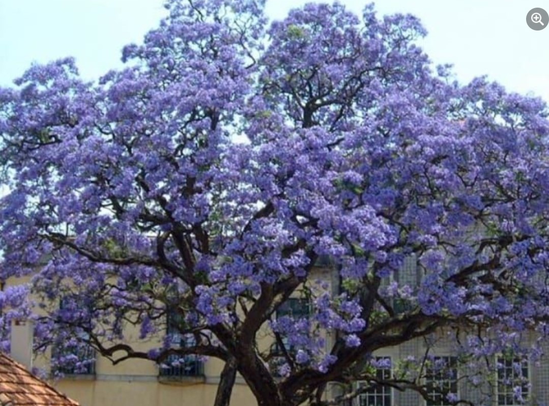 Der Blauglockenbaum (Paulownia)