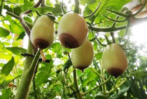 Blütenendfäule bei Tomaten bekämpfen – Was hilft?