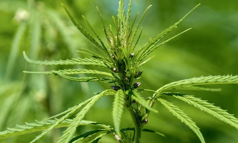 Cannabis-Sorten im Überblick: Eine der ältesten Nutzpflanzen der Welt
