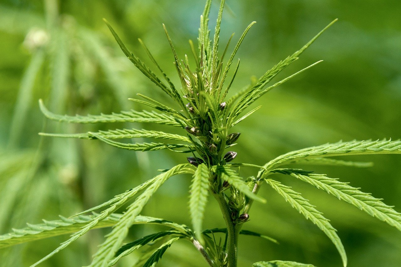 Cannabis-Sorten im Überblick: Eine der ältesten Nutzpflanzen der Welt