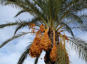 Dattelpalme – Pflege Ratgeber der beliebten Kübelpflanze