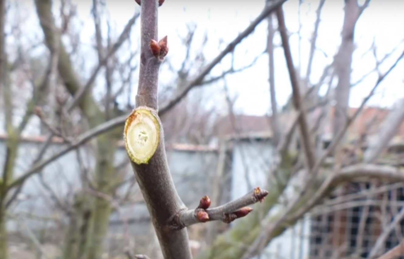 Der HÄUFIGSTE FEHLER beim Obstbaumschnitt im Garten und wie man ihn korrigiert