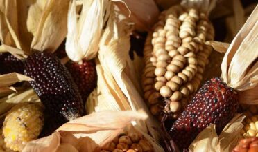 Erdbeermais selber anbauen