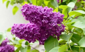 Flieder pflanzen und pflegen im eigenen Garten