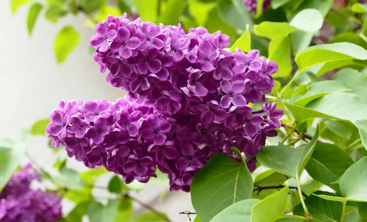 Flieder im eigenen Garten - richtig Einpflanzen und Pflegen