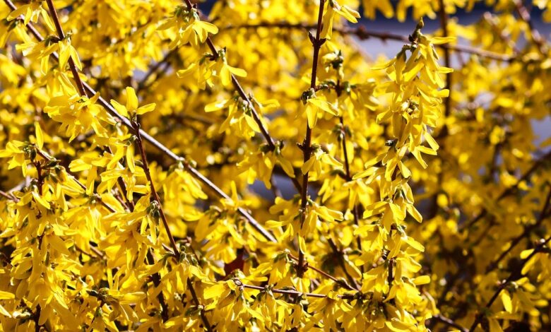 Forsythie schneiden nach der Blüte - Wie schneide ich eine Forsythie richtig