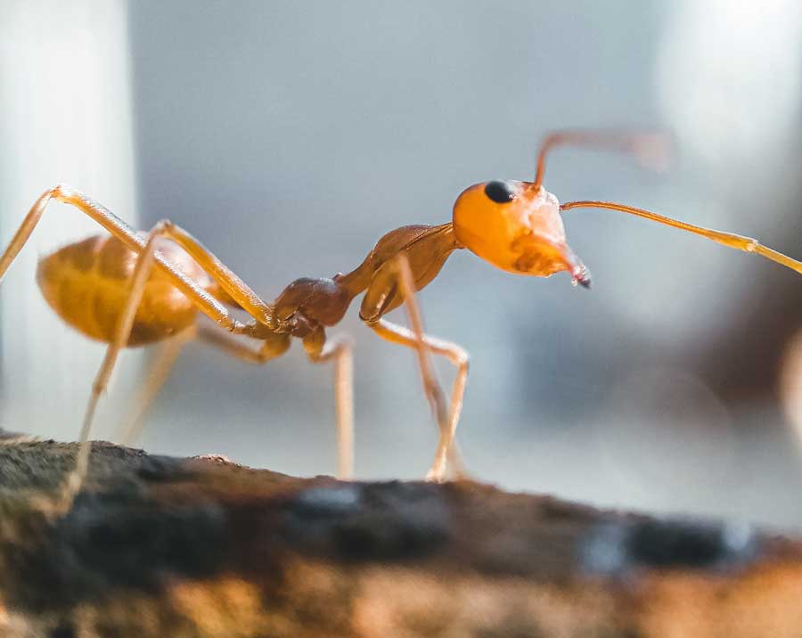 Gelbe Ameisen bekämpfen und Befall vorbeugen