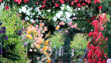 Gestaltungsideen: Einen typisch englischen Cottage Garten anlegen