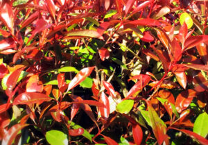 Glanzmispel Red Robin – Standort und Pflege des rotlaubigen Strauchs