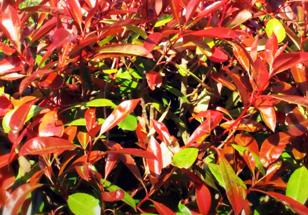 Glanzmispel Red Robin Standort und Pflege des rotlaubigen Strauchs